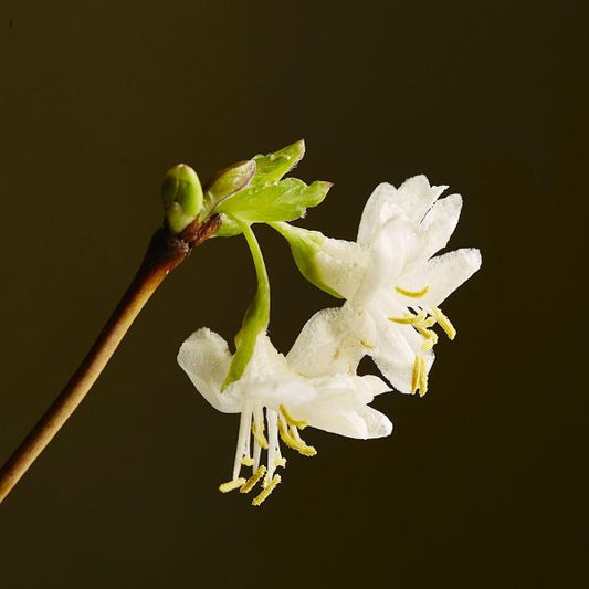 Creamy White Winter Honeysuckle Blooms with Fragrant Scent"