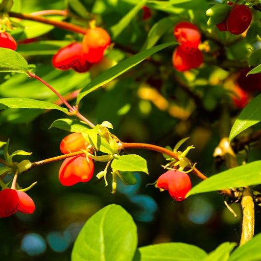 Red Berry-Producing Winter Honeysuckle for Seasonal Interest"