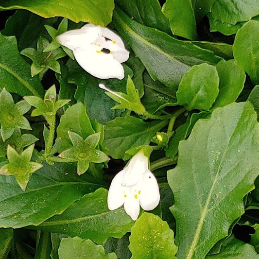 Mazus alba, white bloom close up of the flower and bright green foilage. 