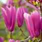 Magnoliax_Jane_Close-up of pink magnolia flowers with a blurred green background