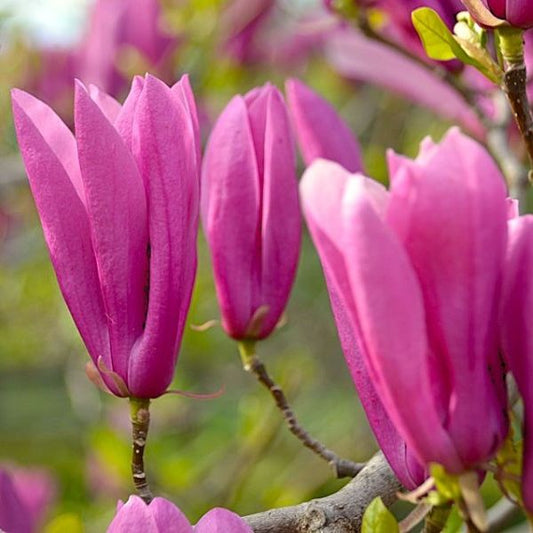 Magnoliax_Jane_Close-up of pink magnolia flowers with a blurred green background