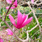 Close-up of a pink flower on a tree branch with a blurred natural background Magnoliax_Jane_closeupofflower