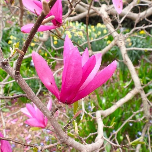 Close-up of a pink flower on a tree branch with a blurred natural background Magnoliax_Jane_closeupofflower