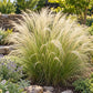 Mature Mexican Feather Grass (Nassella tenuissima) with fine green foliage and golden feathery plumes growing in a sunny landscaped garden.