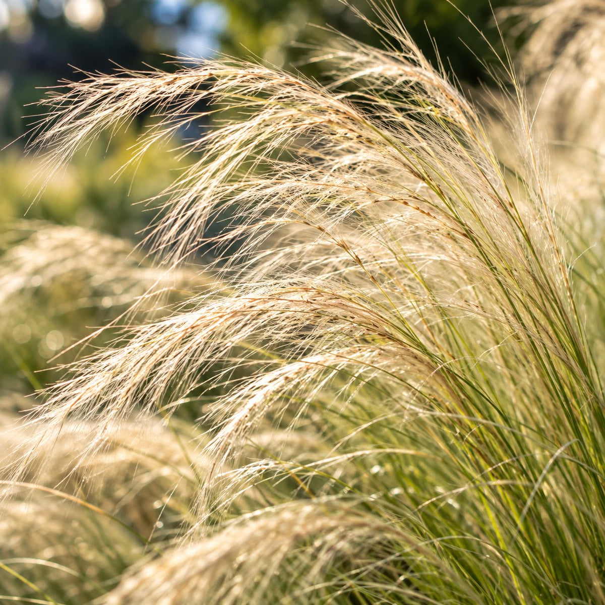 Close-up of Mexican Feather Grass showing delicate golden-tan seed plumes and ultra-fine, thread-like foliage illuminated by warm sunlight.