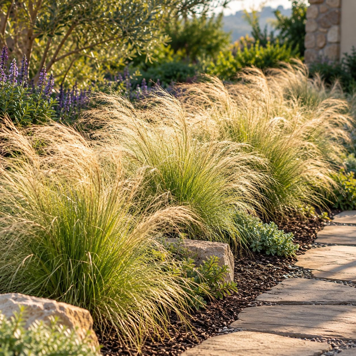 Mass planting of mature Mexican Feather Grass with flowing golden seed heads along a natural stone garden pathway with mulch and flowering perennials.