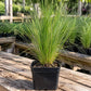 Young Mexican Feather Grass plant with fine upright green blades growing in a black square nursery pot on a weathered wooden potting bench.