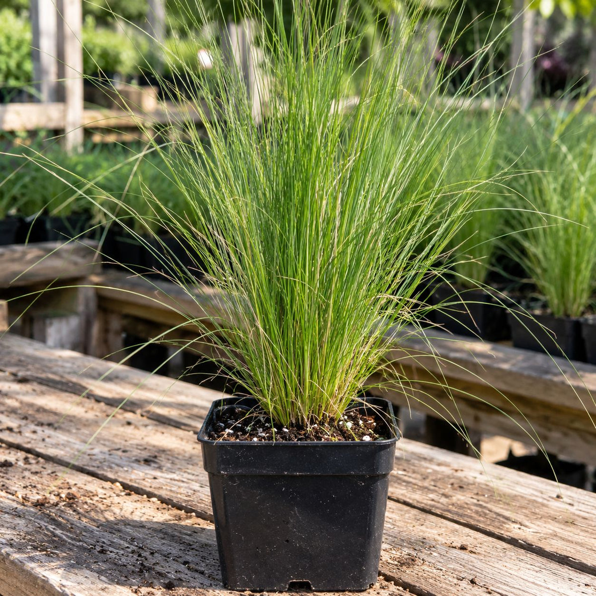 Young Mexican Feather Grass plant with fine upright green blades growing in a black square nursery pot on a weathered wooden potting bench.