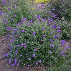 "Blue Knight Butterfly Bush with rich blue-purple flowers"