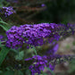 "Large, vibrant blooms on Blue Knight Butterfly Bush"