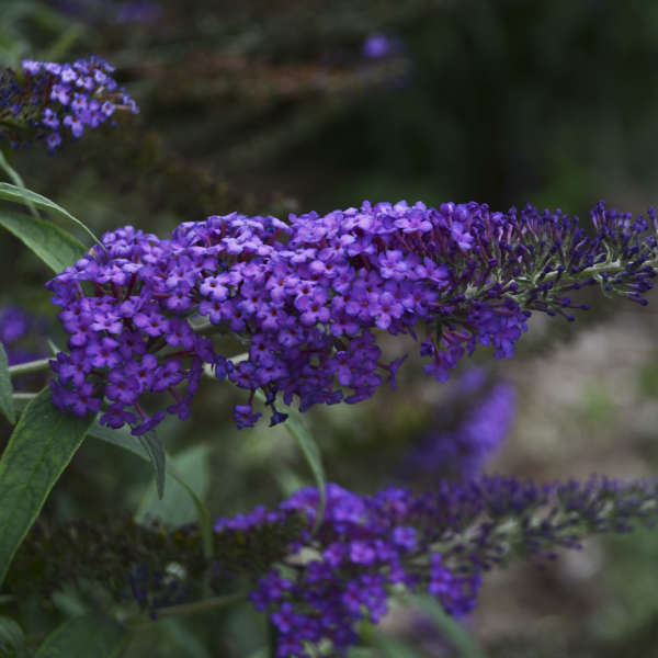 "Large, vibrant blooms on Blue Knight Butterfly Bush"