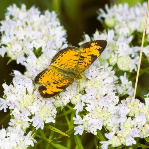 Mountain Mint (Pycnanthemum muticum) | 2025 Perennial Plant of the Year