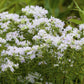 Pycnanthemum  Muticum Mt. Mint - pint 1 plant