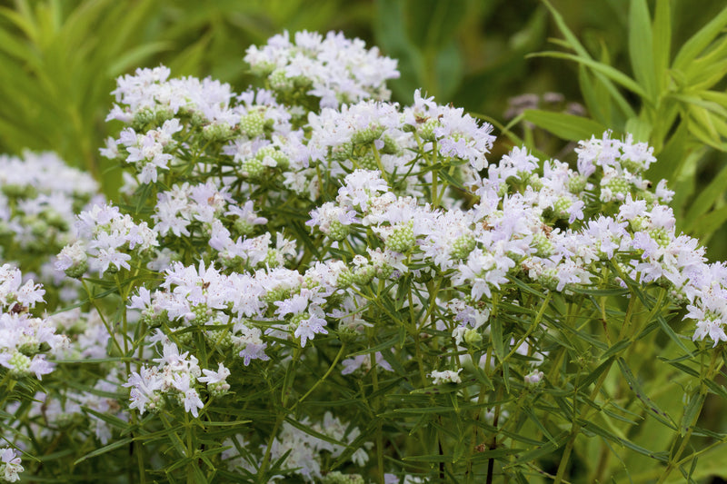 Pycnanthemum  Muticum Mt. Mint - pint 1 plant