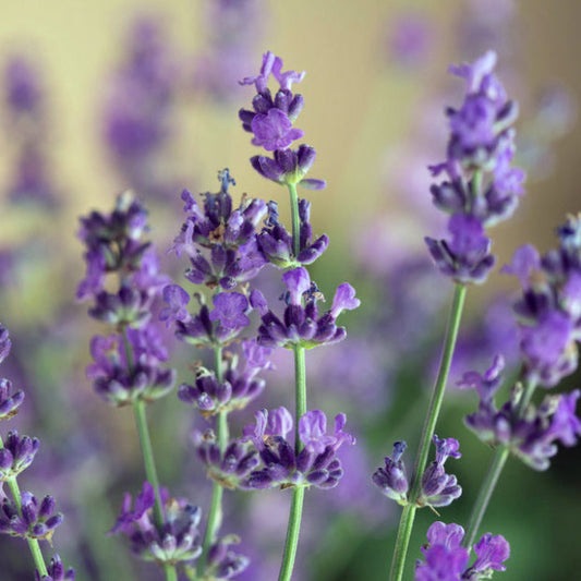 Close-up of Munstead Lavender’s small, heavily fragrant flowers.