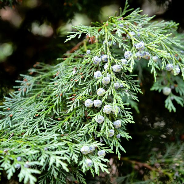 murray cypress tree close up of branches with berries. 