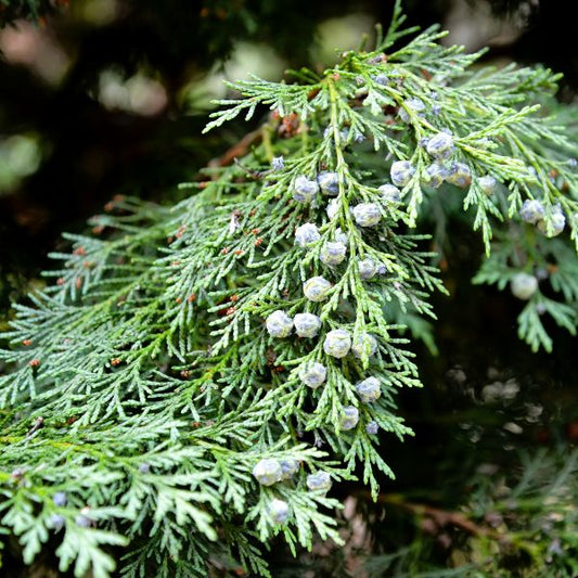 murray cypress tree close up of branches with berries. 