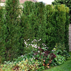 Murray_cypress_Cupressocyparis_leylandii_Green shrubs and flowering plants in a garden setting