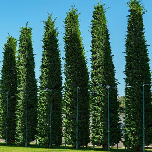 Row of tall green Murray_cypress_Cupressocyparis_leylandii trees against a clear blue sky