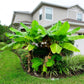 Musa basjoo by house mature plant