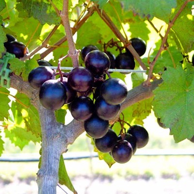 Bunch of dark purple grapes on a vine with green leaves, 