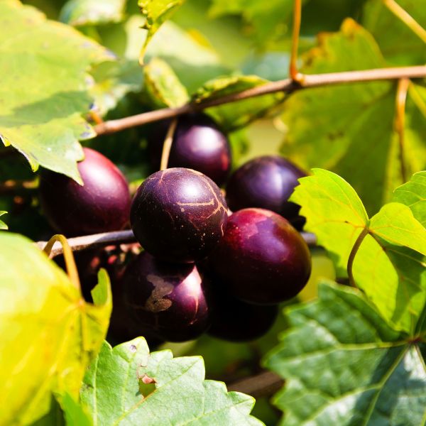Close-up of dark purple grapes on a vine with green leaves.