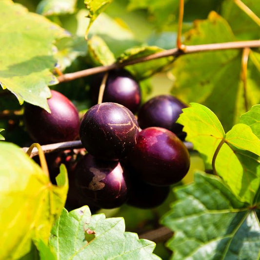 Close-up of dark purple grapes on a vine with green leaves.