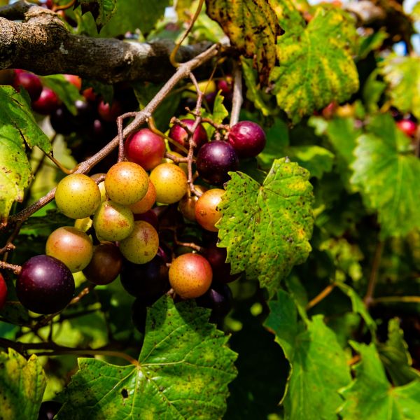 Close-up of grapes on a vine with green leaves