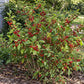 Mature Nanking Cherry (Prunus tomentosa) shrub with natural branching, serrated green leaves, and clusters of bright red edible cherries growing in a sunny garden.