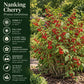 Nanking Cherry quick facts graphic showing USDA zones 3–7, full sun, 6–8 foot mature size, fragrant spring flowers, edible red cherries, and wildlife benefits.
