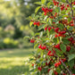 Close-up of Nanking Cherry branches displaying clusters of glossy red summer cherries, finely serrated green leaves, and natural woody stems against a blurred garden background.