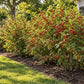 Informal hedge of mature Nanking Cherry shrubs covered in bright red cherries, growing along a residential lawn border with dark hardwood mulch in warm sunlight.