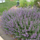Full Nepeta catmint plant in bloom with abundant purple‑blue flower spikes and green leaves surrounded by other garden plants.”