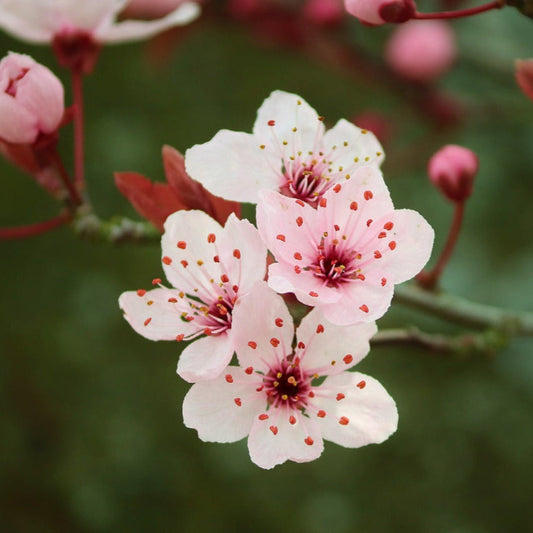 "Rosy pink buds of Okame Cherry Tree"