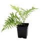 Close-up of Ostrich Fern's vase-shaped fronds pint size