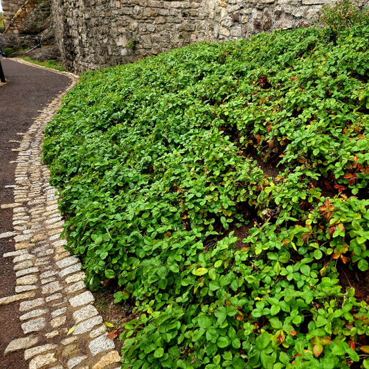 Pachysandra Terminalis forming a dense ground cover along a shaded path in a garden