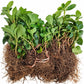 Bare root Pachysandra terminalis plants showing vigorous root system for erosion control planting