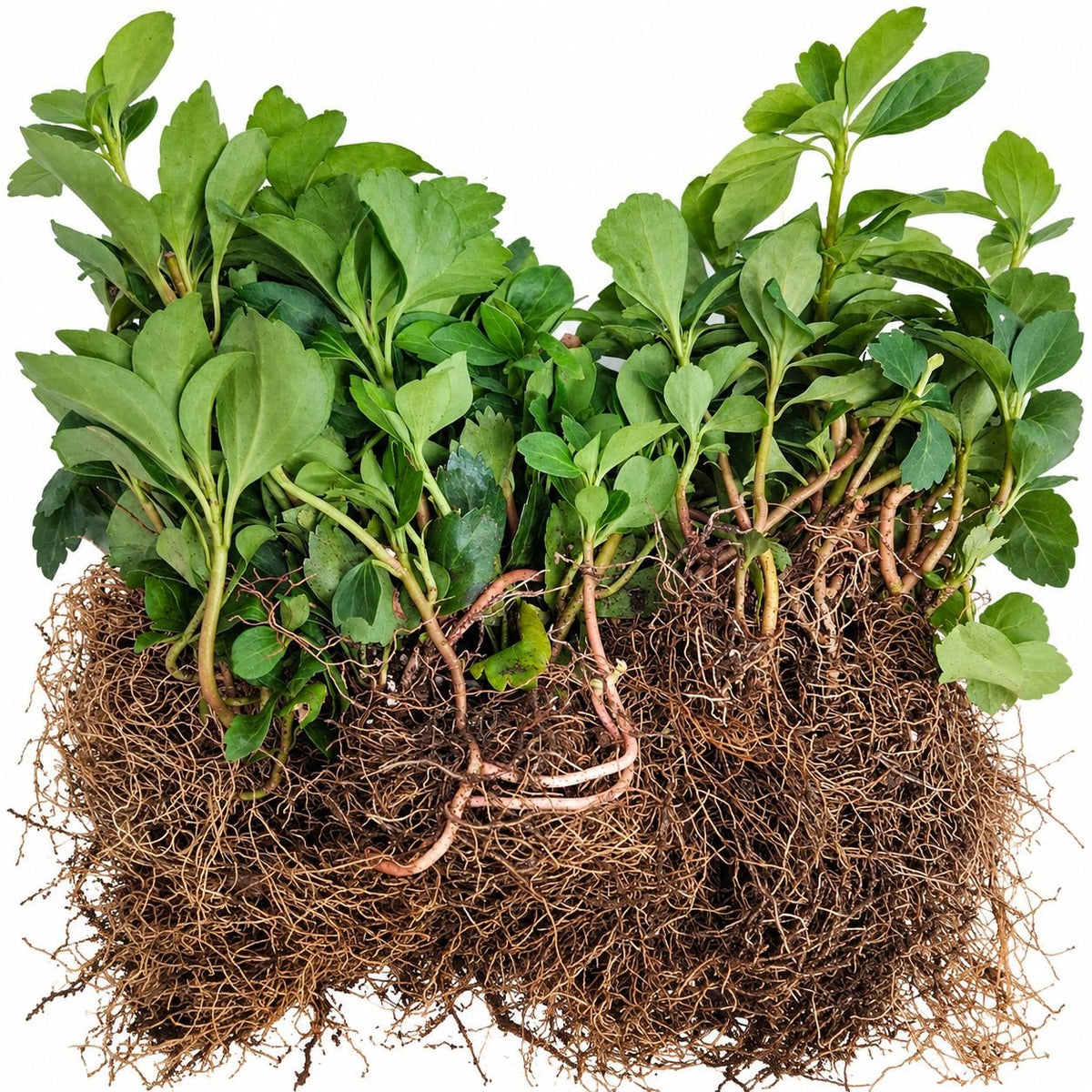 Bare root Pachysandra terminalis plants showing vigorous root system for erosion control planting