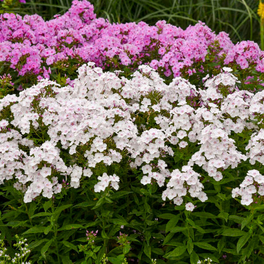 'Party Girl' Phlox paniculata adding fragrance and color to a garden patio or deck