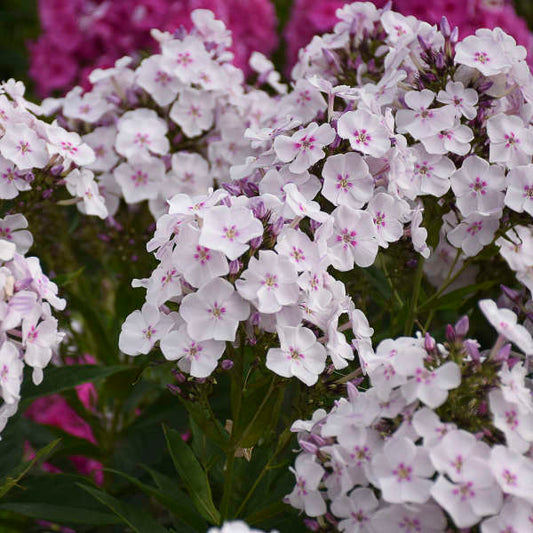 'Party Girl' Phlox paniculata adding fragrance and color to a garden patio or deck