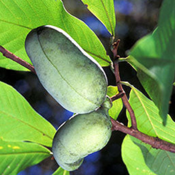 Close-up of Pawpaw fruit, showcasing its tropical look and yellow color