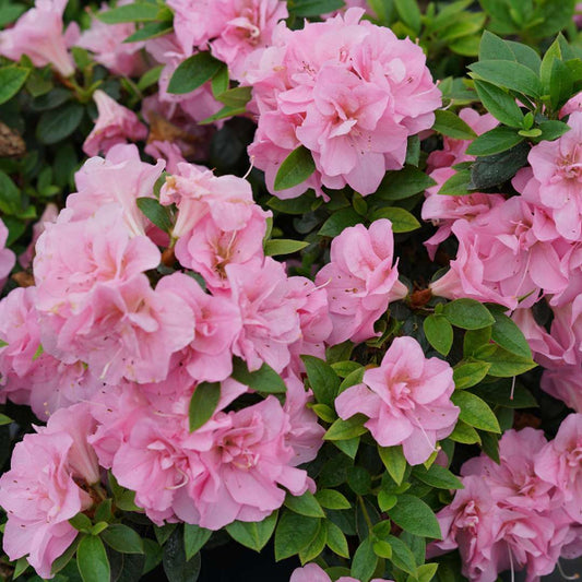 Close-up of Perfecto Mundo® Double Pink Azalea showcasing its beautiful double pink flowers."