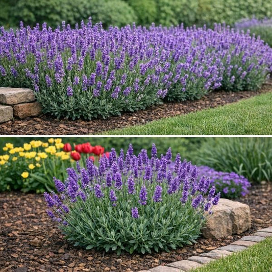 Phenomenal Lavender hedge with tall purple blooms and silvery foliage growing in a sunny garden bed. Single Phenomenal Lavender plant with purple flower spikes and silvery green foliage in bloom