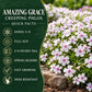 Quick Facts: Amazing Grace Creeping Phlox quick facts showing zones 3–9, full sun, 4–6-inch height, spring blooms, fast growth, and deer resistance.