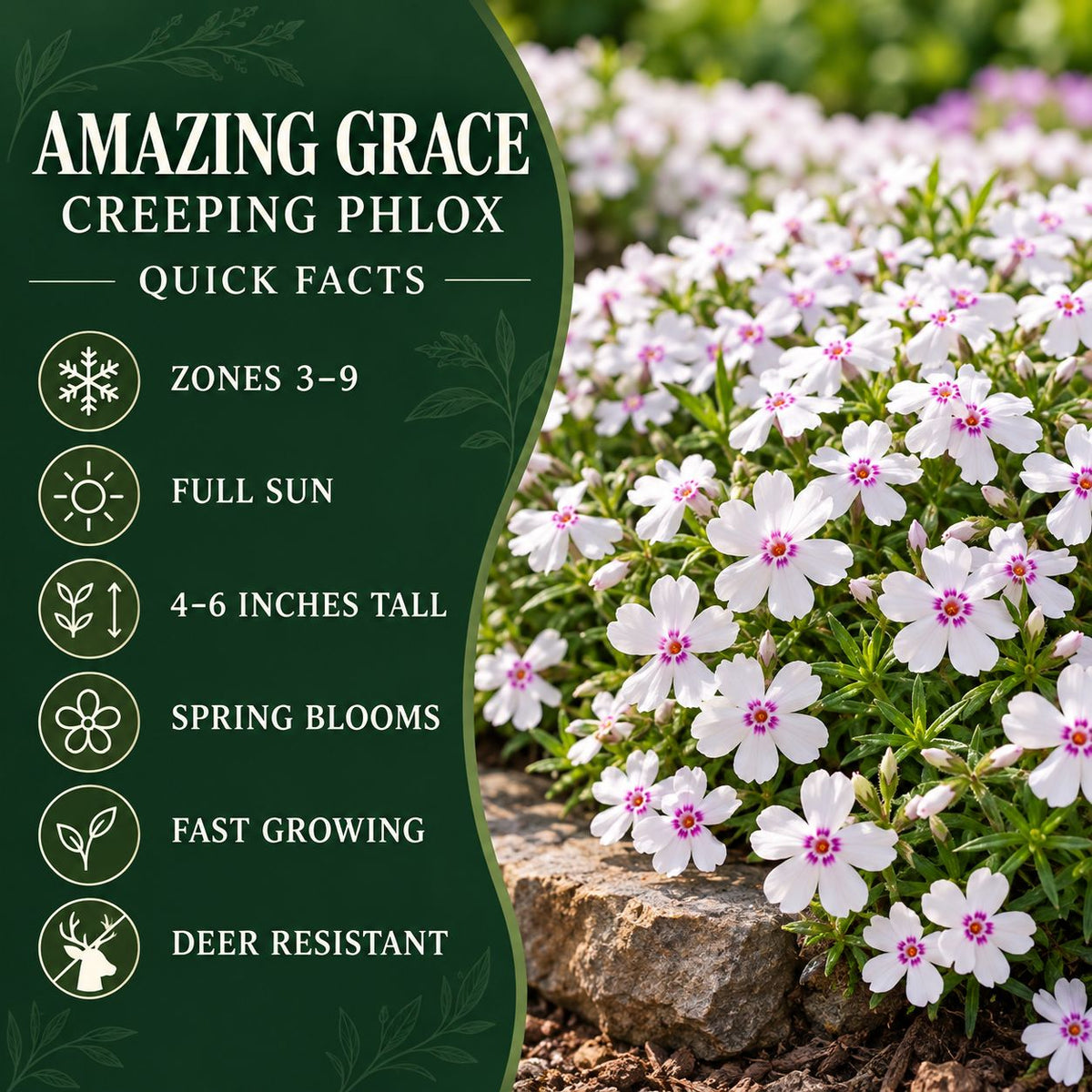 Quick Facts: Amazing Grace Creeping Phlox quick facts showing zones 3–9, full sun, 4–6-inch height, spring blooms, fast growth, and deer resistance.