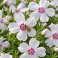 Botanical Detail: Honeybee visiting white Amazing Grace Creeping Phlox flowers with distinctive pink eyes above needle-like green foliage.