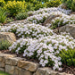 Landscape/Use: Amazing Grace Creeping Phlox spreading across a sunny rock garden and cascading over a natural stone retaining wall.