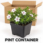 What Customer Receives: Amazing Grace Creeping Phlox plant in a labeled square pint nursery container beside an open shipping box.