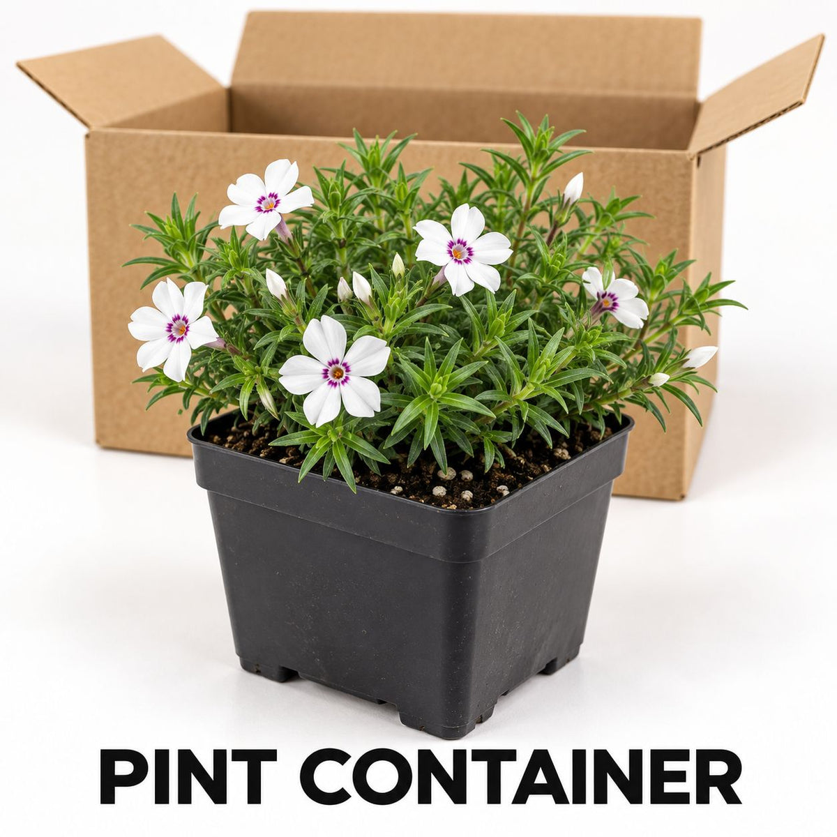 What Customer Receives: Amazing Grace Creeping Phlox plant in a labeled square pint nursery container beside an open shipping box.