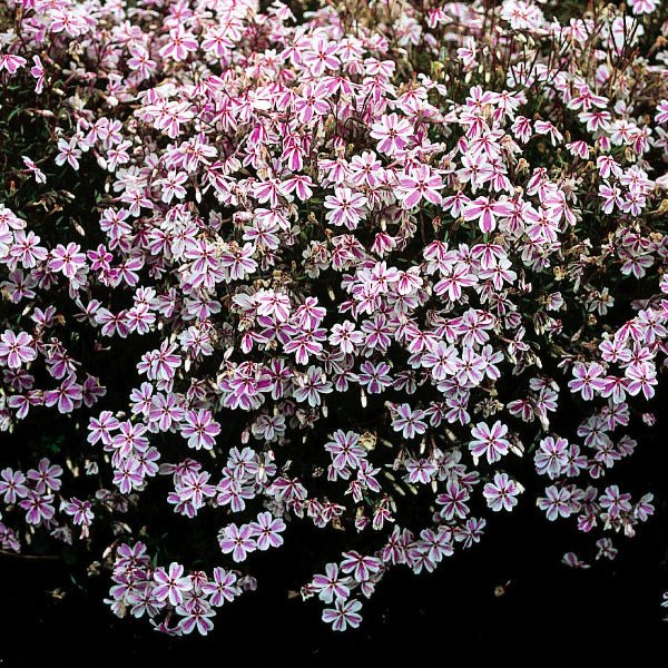 Candy Stripe Creeping Phlox – Pink & White Spring Color